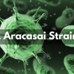 L Aracasai Strain