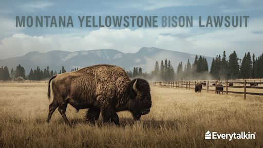 Montana Yellowstone Bison Lawsuit